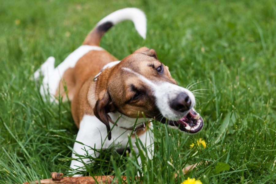 Chó ăn cỏ và lá cây có sao không vì sao chó ăn cỏ