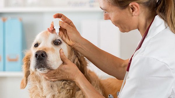 Chó bị đau mắt phải làm sao?
