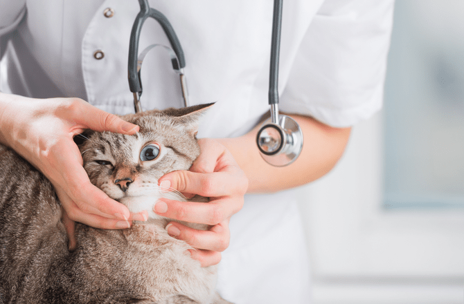 Cách kiểm tra mèo bị đau mắt