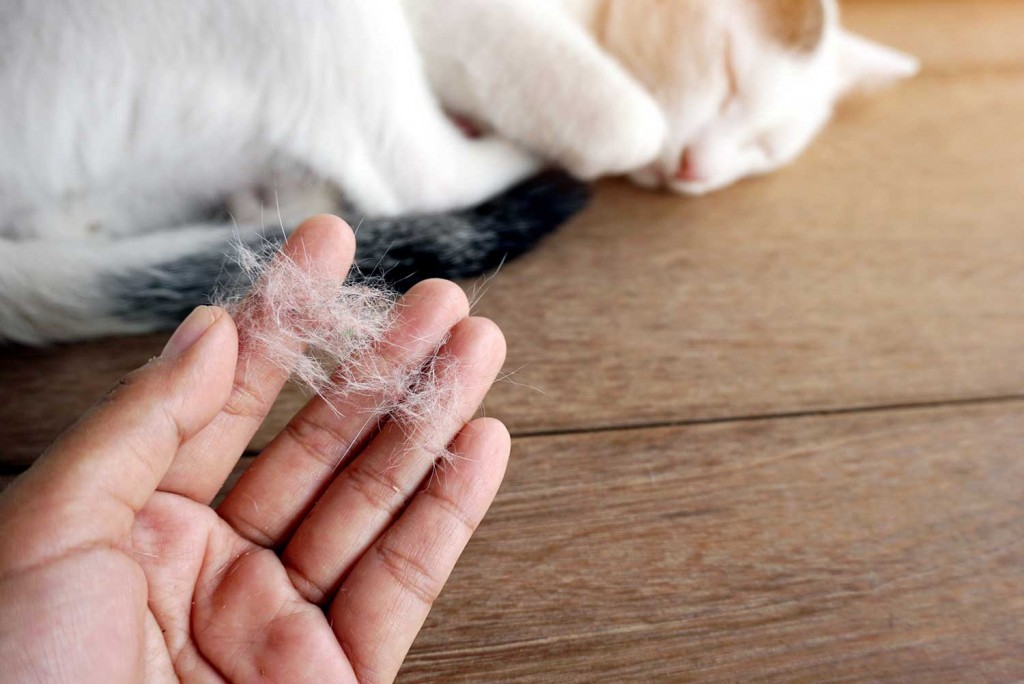 Mèo rụng lông nhiều xử lý như thế nào?
