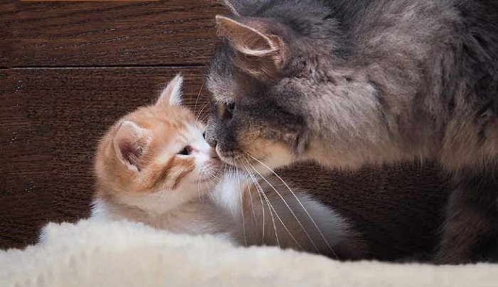 LÝ DO MÈO MẸ GIẤU CON VÀ XỬ LÝ KHI MÈO GIẤU CON