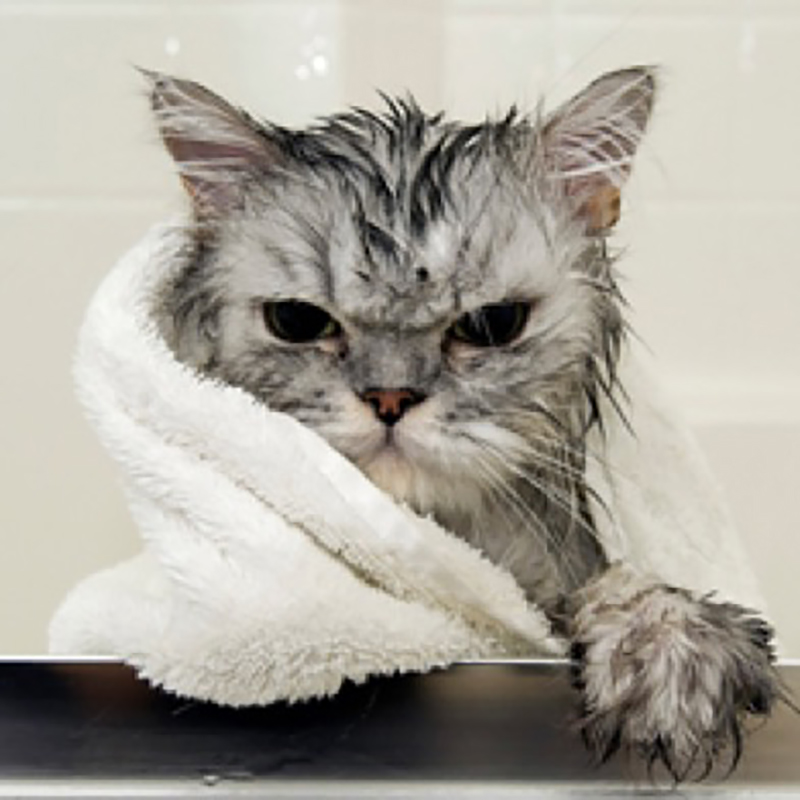 xịt tắm khô cho mèo1