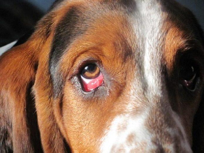 chó bị đau mắt đỏ phải làm sao1
