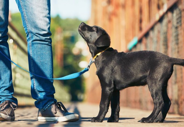 CÁCH XEM TUỔI CỦA CHÓ - Vận chuyển chó mèo Mr.Sơn