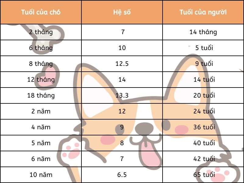 CÁCH XEM TUỔI CỦA CHÓ - Vận chuyển chó mèo Mr.Sơn